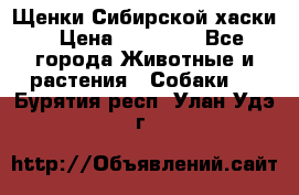 Щенки Сибирской хаски › Цена ­ 18 000 - Все города Животные и растения » Собаки   . Бурятия респ.,Улан-Удэ г.